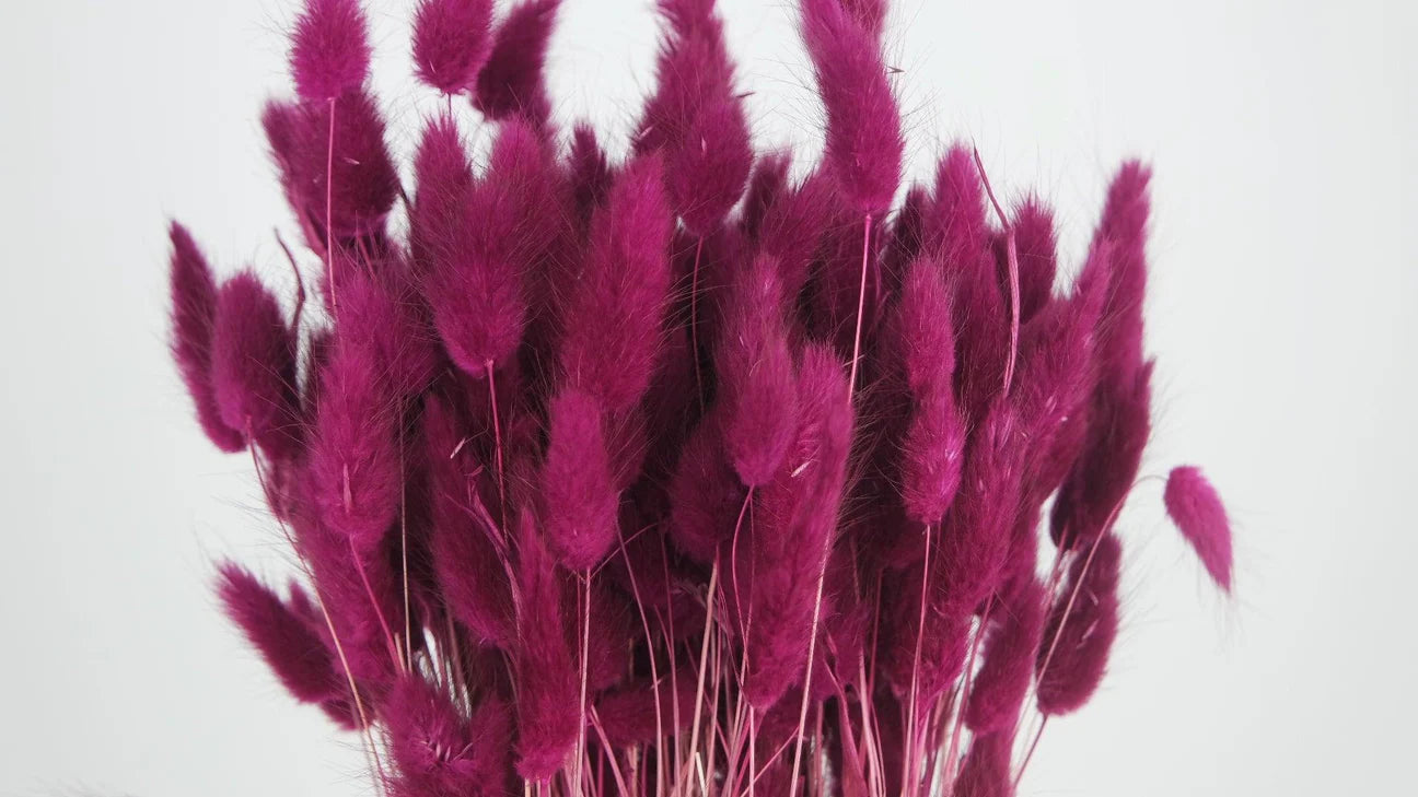 Dried Purple Lagures