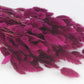 Dried Purple Lagures