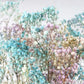 Gypsophile stabilisé - botte - Blue Rainbow