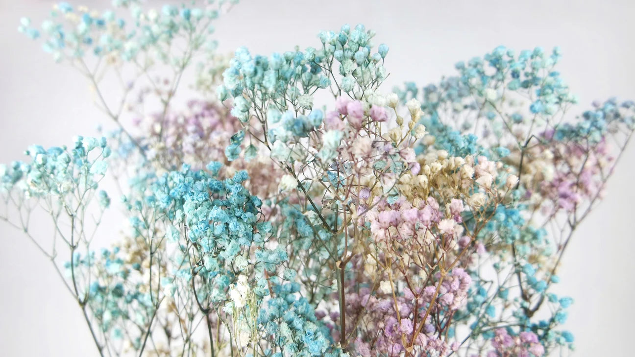 Gypsophile stabilisé - botte - Blue Rainbow