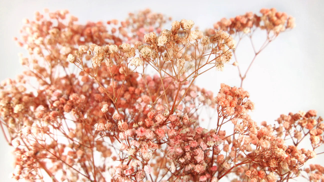 Gypsophile stabilisé - botte - Pink Rainbow