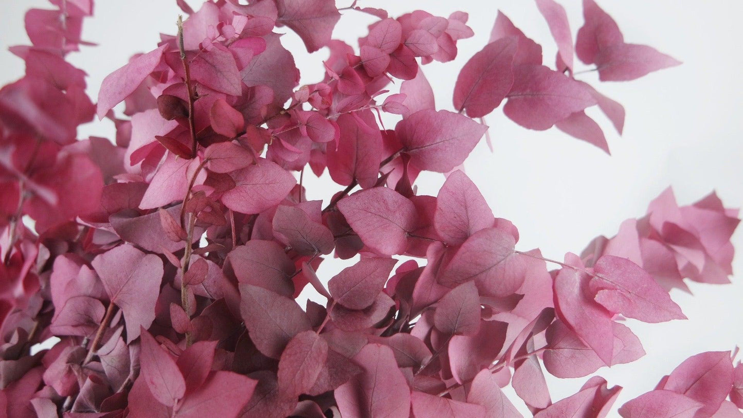 Eucalyptus Stuartiana in bunch - Berry