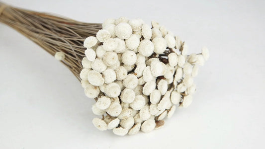 Acroclinium dried natural color white and black