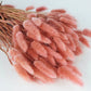 Dried Lagures Old Pink