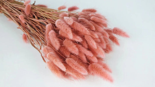 Dried Lagures Old Pink