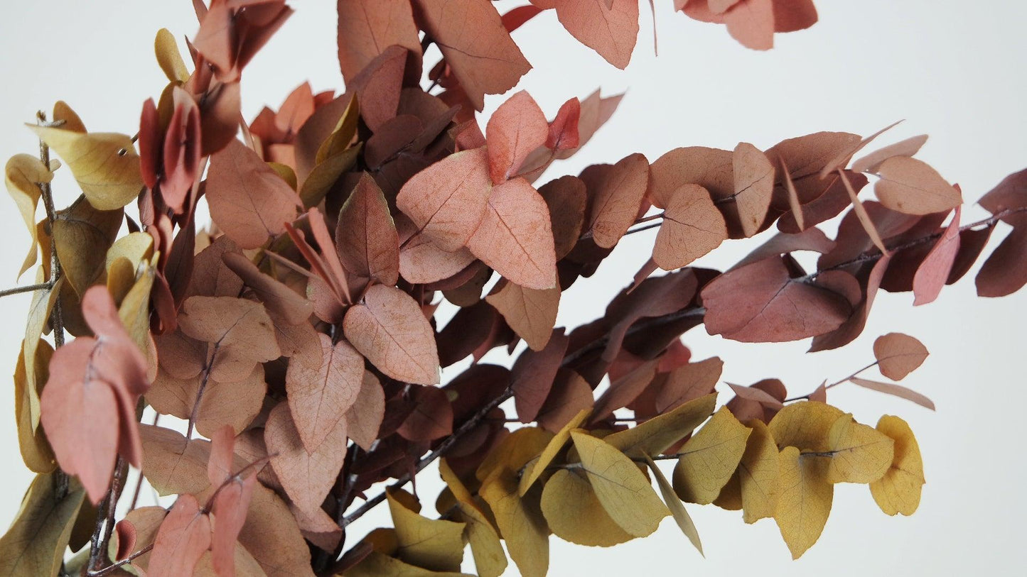 Eucalyptus Stuartiana in bunch - autumn color