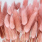 Dried Lagures Old Pink