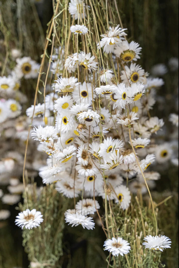 Acroclinium séchées couleur naturelle blanc et noir