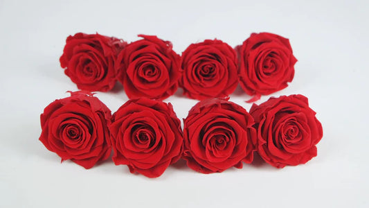 Kiara preserved roses 5 cm - 8 heads - Vibrant Red