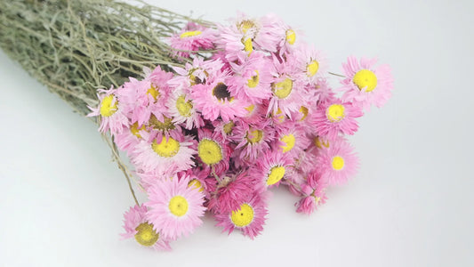 Acroclinium dried natural color pink