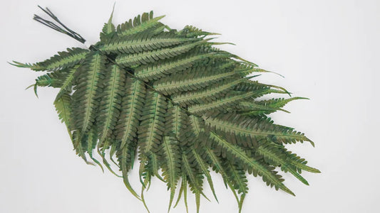 Stabilized leather fern - 10 stems - Grass green