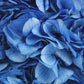 Hortensia stabilisé Bleu azure