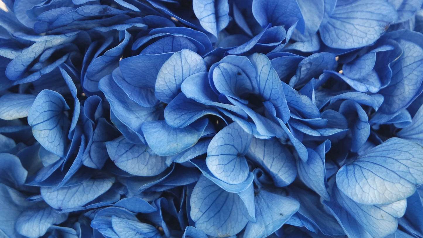 Hortensia stabilisé Bleu azure