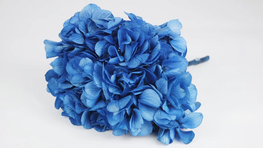 Azure blue stabilized hydrangea