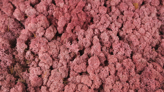 Lichen stabilisé Bordeaux 500 g PRO