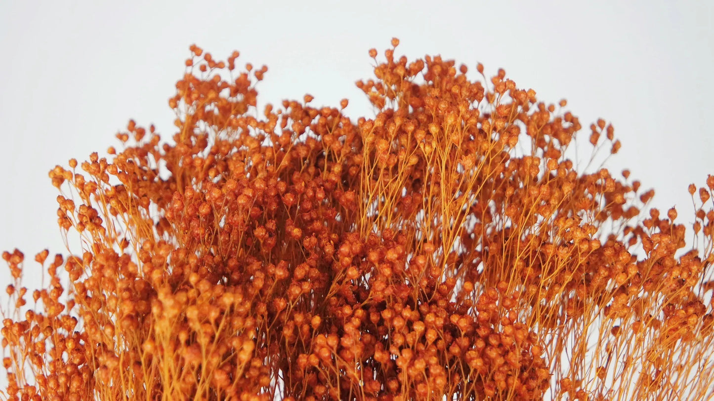 Broom Bloom stabilisé Ambre