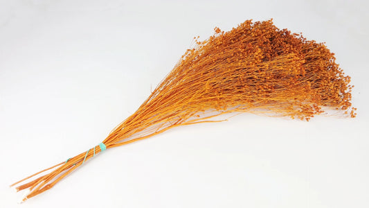 Broom Bloom stabilized Amber