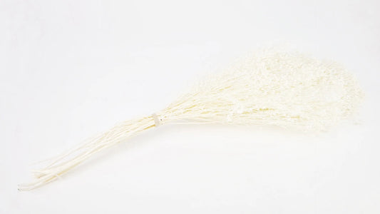 Broom Bloom stabilized Ivory