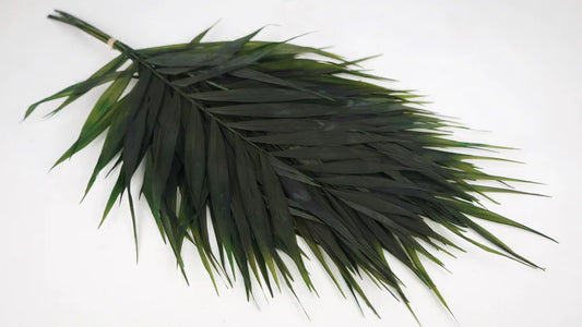 Stabilized leather fern - 10 stems - Grass green