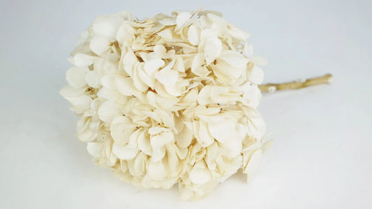 Ivory white stabilized hydrangea