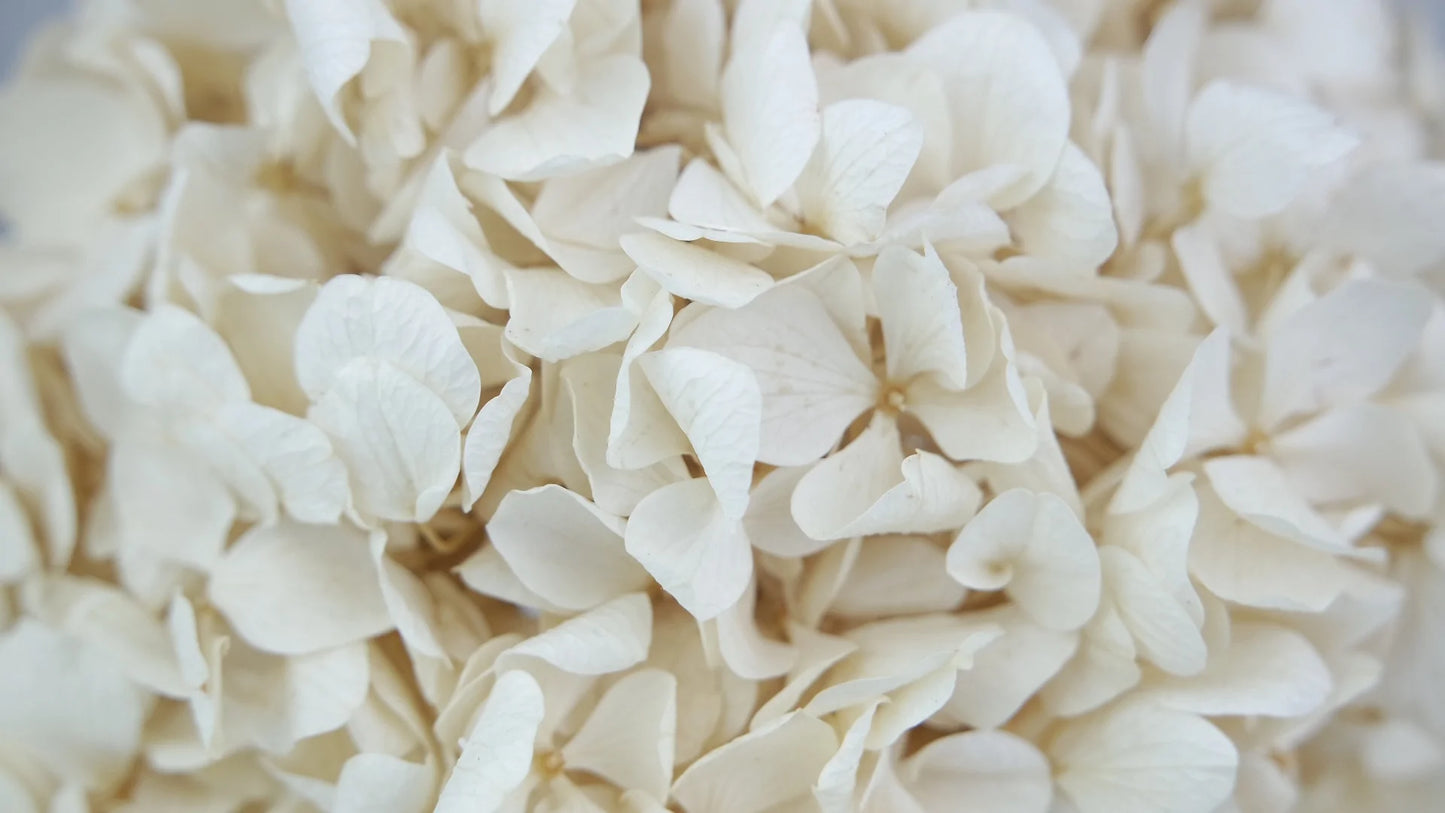 Hortensia stabilisé Blanc Ivoire