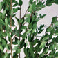 Eucalyptus Parvifolia Vert