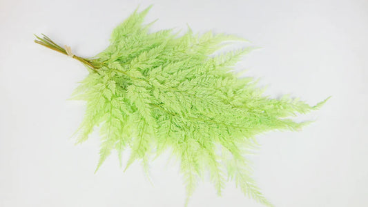 Stabilized leather fern - 10 stems - Grass green