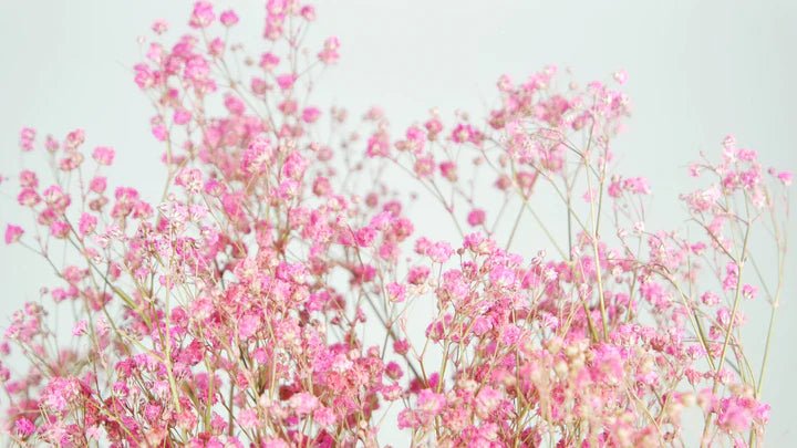 Gypsophile stabilisé rose