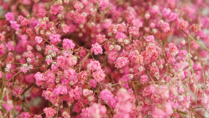 Gypsophile stabilisé rose