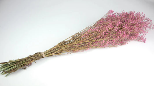 Pink stabilized gypsophila