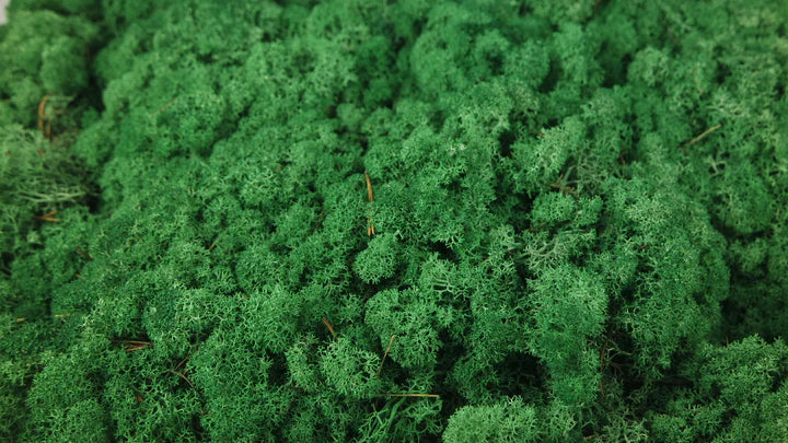 Lichen stabilisé Vert gazon 5 Kg PRO