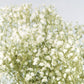 Gypsophile stabilisé couleur naturelle