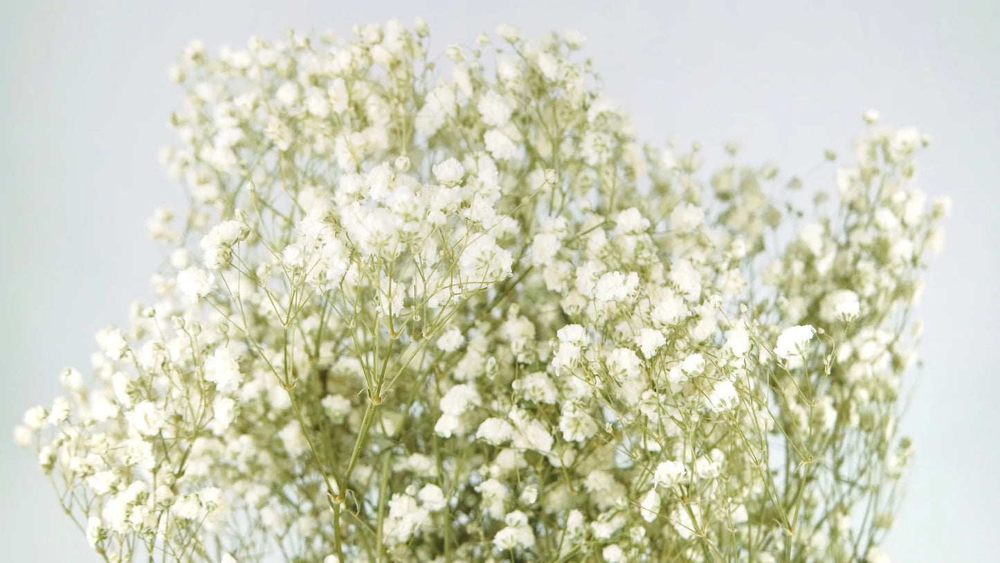 Gypsophile stabilisé couleur naturelle