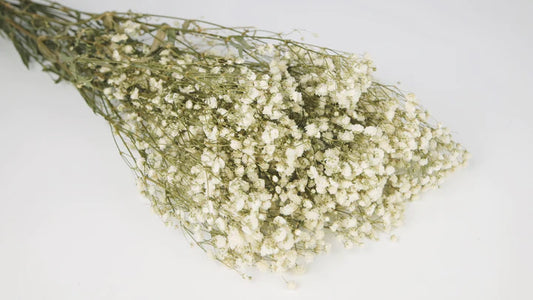 Natural color stabilized gypsophila