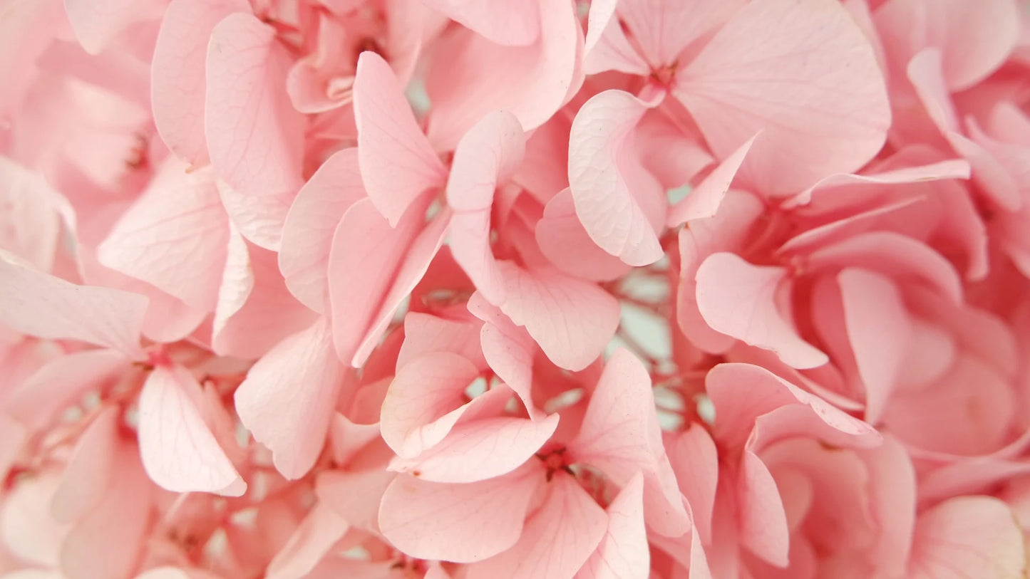 Hortensia stabilisé Rose clair