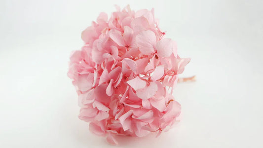 Preserved hydrangea Light pink