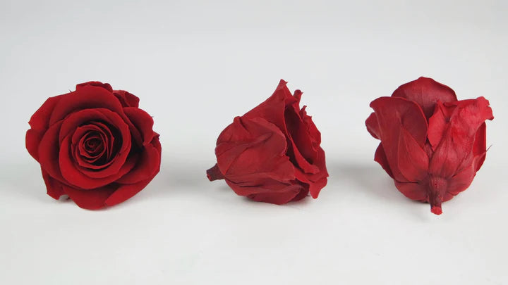 Roses stabilisées 5 cm - 6 têtes - Rouge clair