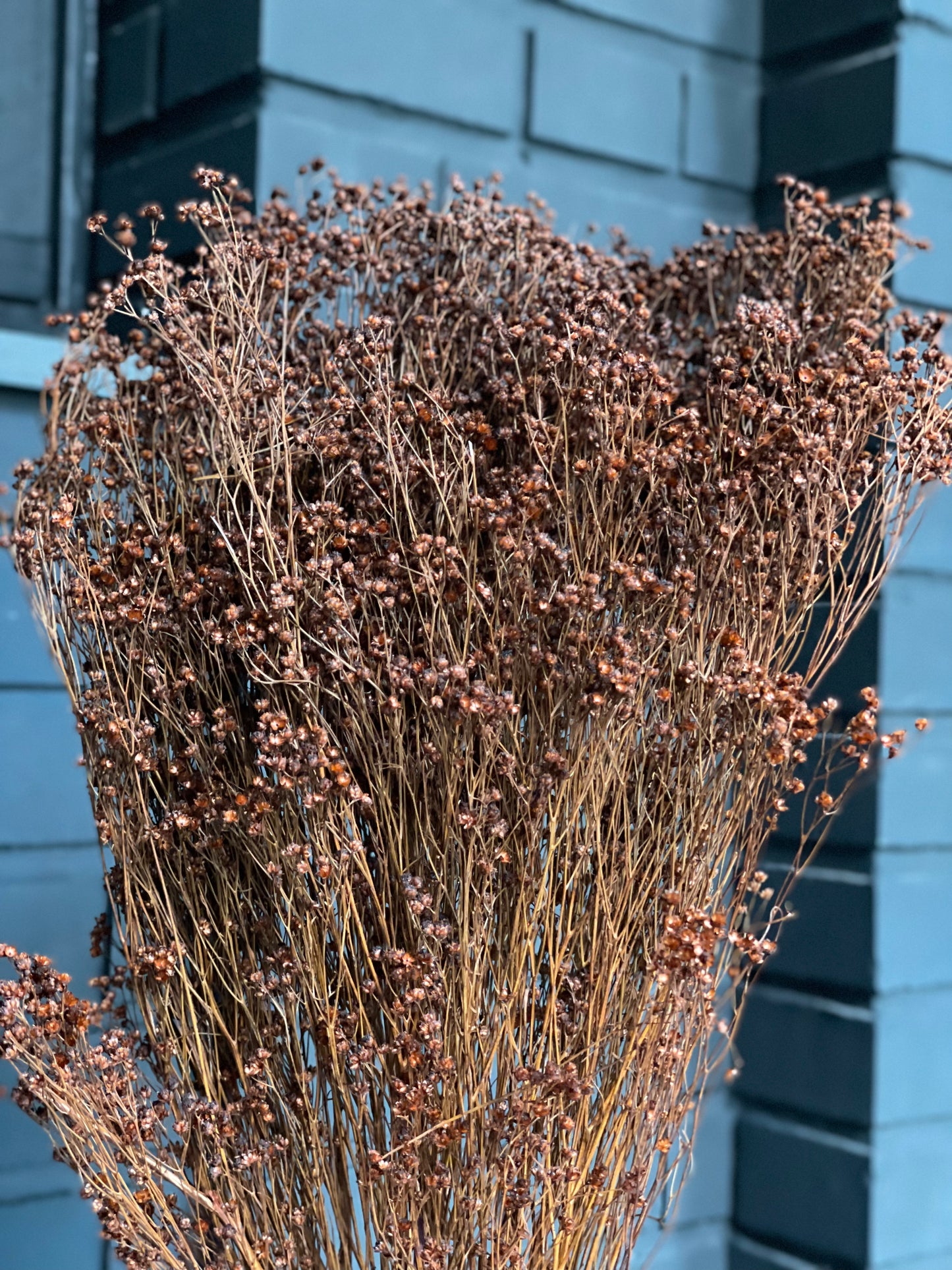 Broom Bloom Dried 1 Bunch Brown