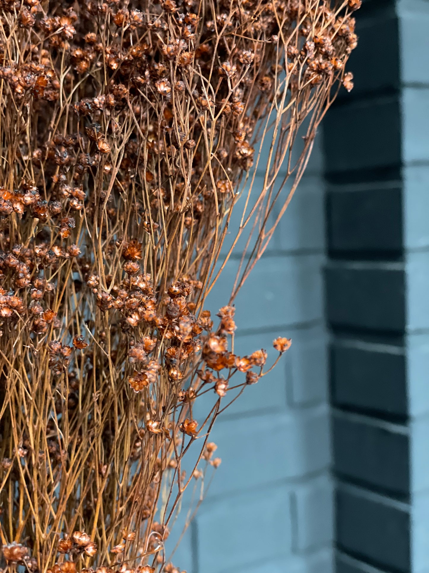 Broom Bloom Dried 1 Bunch Brown