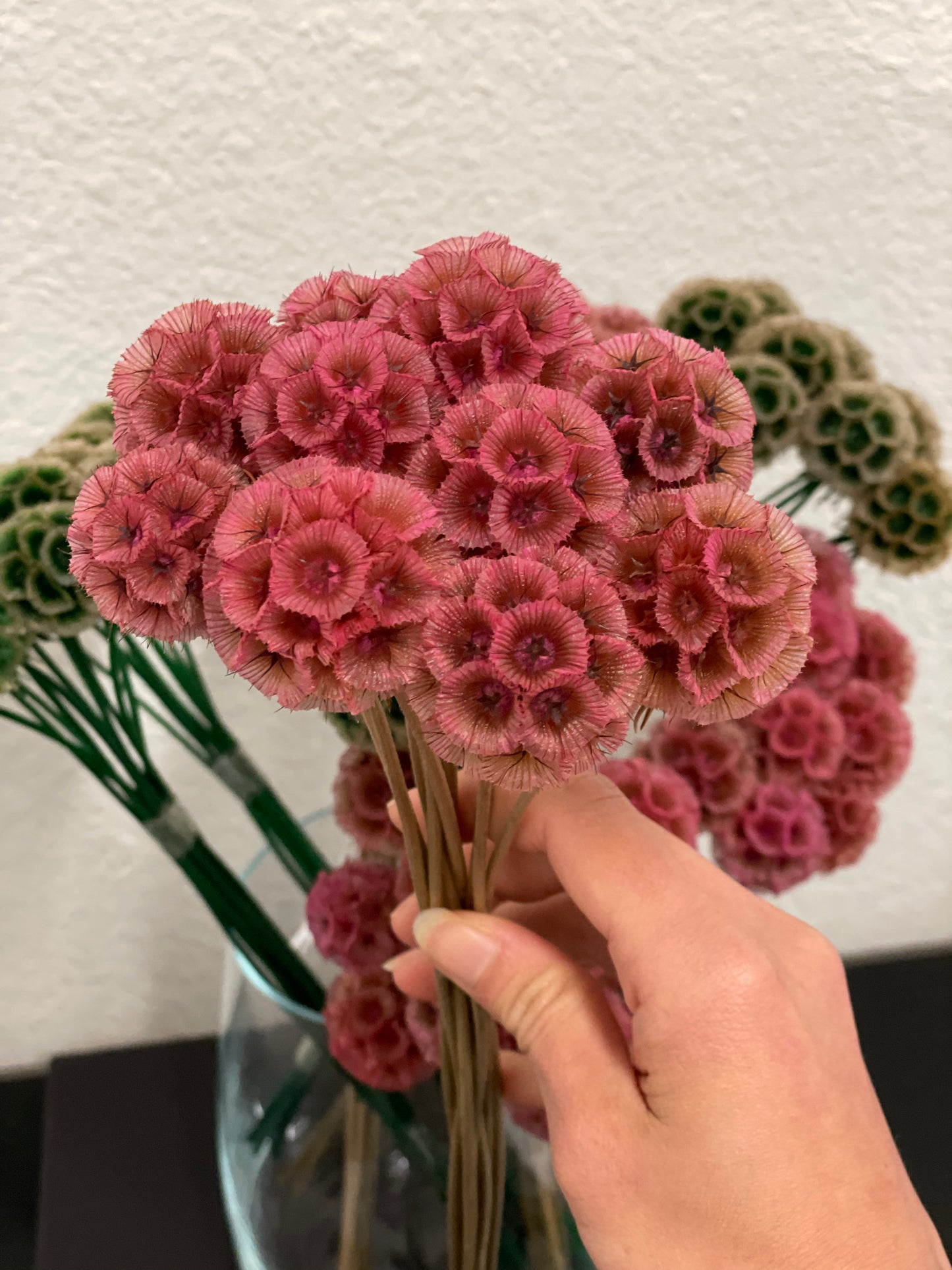 Scabiosa Stellata Light pink