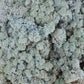 Lichen stabilisé Bleu 5 Kg PRO