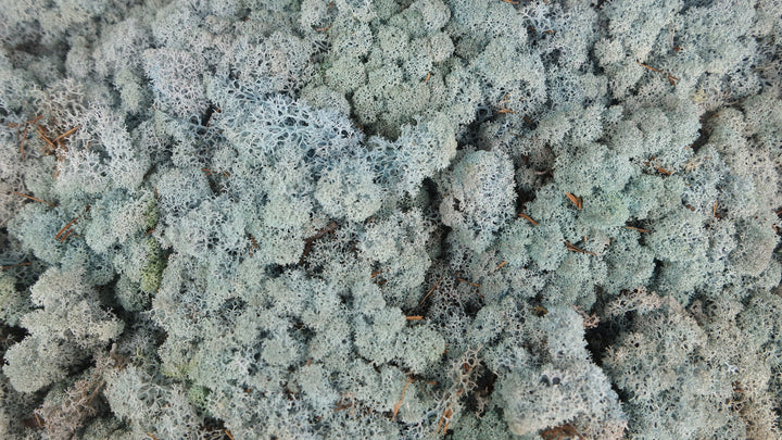 Lichen stabilisé Bleu 5 Kg PRO