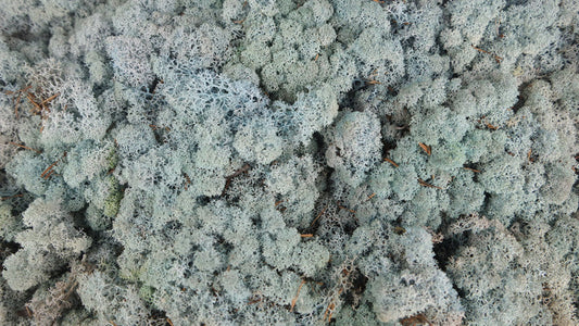 Lichen stabilisé Bleu 500 g PRO