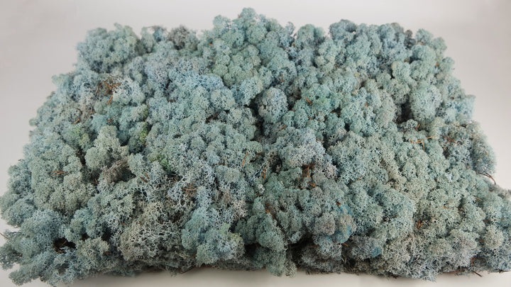 Stabilized Lichen Blue 2.5 Kg PRO