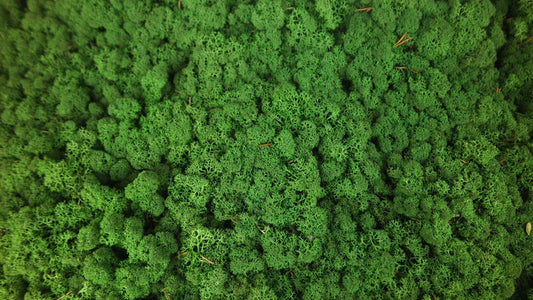 Lichen stabilisé Vert forêt 500 g PRO