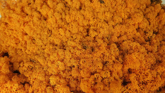 Lichen stabilisé Orange 500 g PRO