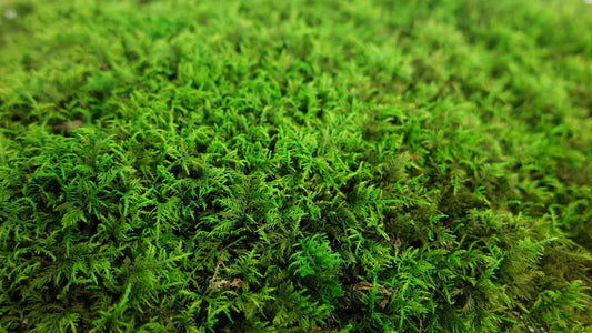 Green stabilized fern moss - packaging 2m2 - PRO