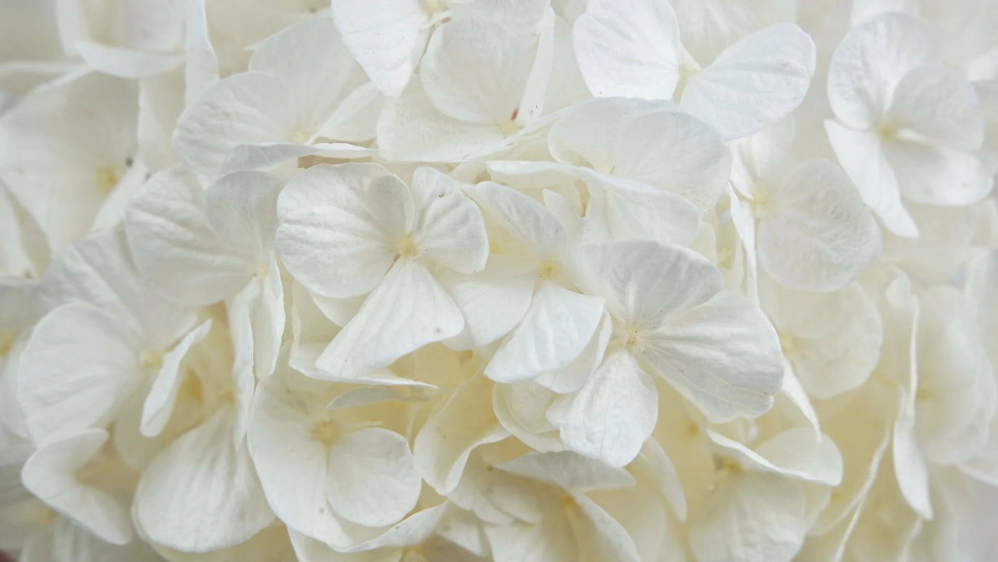 Hortensia stabilisé Blanc