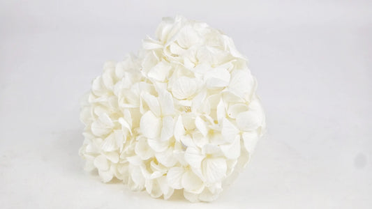 Preserved hydrangea White