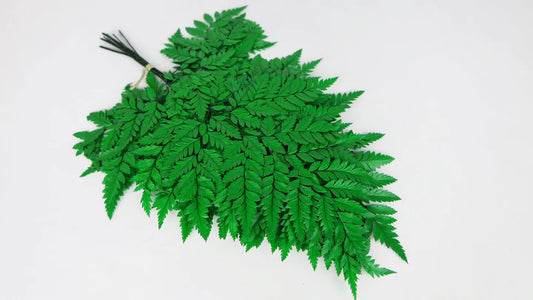 Stabilized leather fern - 10 stems - Grass green